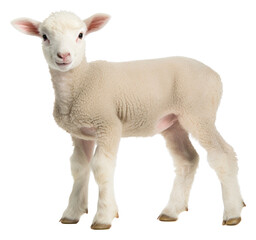 Fototapeta premium PNG White lamb 8 weeks old livestock animal mammal.