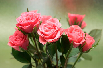 roses de couleur rose