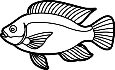 Tilapia fish illustration outline vector
