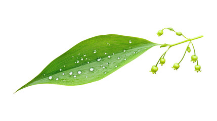 Fototapeta premium Lily of the valley leaf transparent background