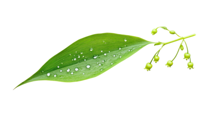 Lily of the valley leaf transparent background