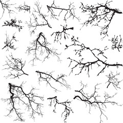 Natural tree branches silhouette on a white background (Vector illustration). Natural branch on a white.  © busurman
