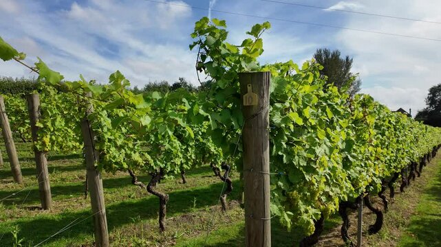 Tenterden Kent England. 02.09.2024. Video. Rows of vines on a breezy afternoon at Chapel Down wine estate close to Tenterden Kent UK.