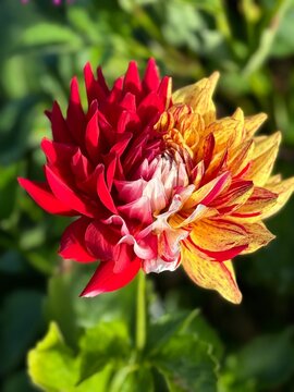 red dahlia flower