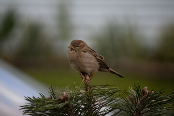 Bird on a branch