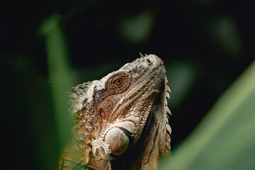 close up of a iguana