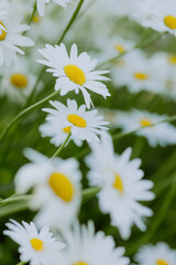 Close-Up of White Daisies Blooming in a Summer Meadow