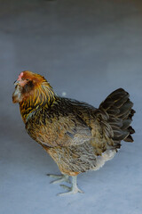 Close-Up of Free-Range Hen with Detailed Brown Feathers on Rural Farm