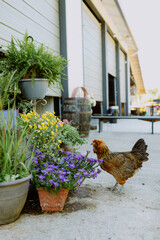 Free-Range Chicken in Rustic Backyard Garden with Flowers and Potted Plants