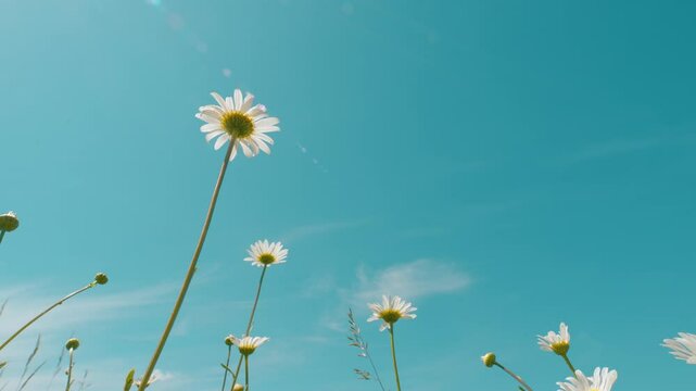 Flowers Blossoming. Chamomiles, Clovers Flowers And Green Grass On A Summer Meadow. Chamomile Flowers Blows In Wind On Background Of Green Summer Meadow.