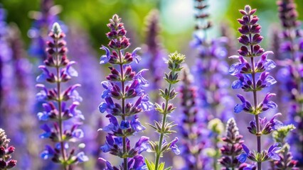 Close up of Salvia mellifera, a drought-tolerant, native California shrub, Black Sage, Salvia mellifera