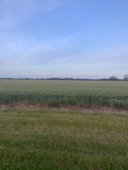 Obraz premium field of wheat