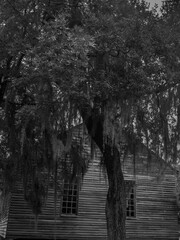 Naklejka premium Old church in black and white through the trees. Halloween type of background.