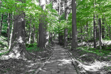 神秘の道 - 羽黒山、出羽三山神社へ誘う参道