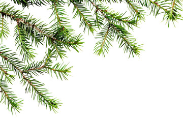 Obraz premium PNG Fresh evergreen pine tree branches