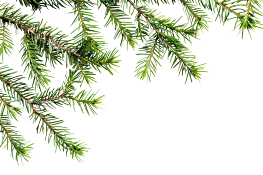 PNG Fresh evergreen pine tree branches