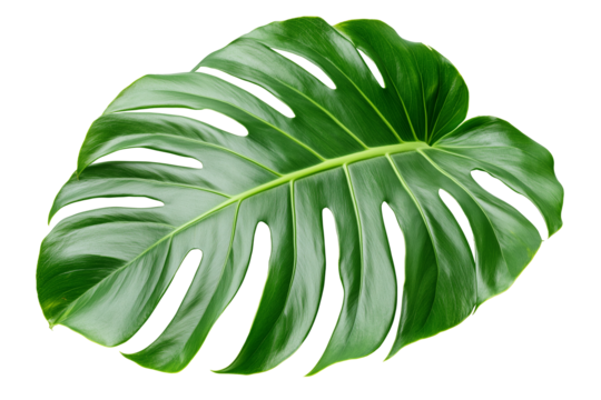 A detailed of a vibrant green Monstera leaf, showcasing its characteristic split and fenestrated shape. The tropical leaf is isolated on a white background.