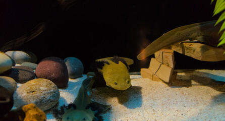 Axolotl swimming inside a fish tank