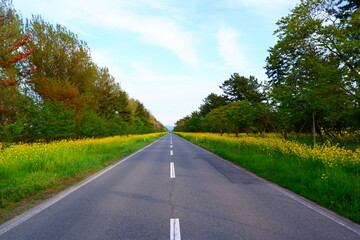 八郎潟の菜の花ロード 一直線の黄色いじゅうたん