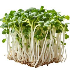  A small cluster of broccoli sprouts with their slender, white stems and small green leaves, isolated on a transparent background.