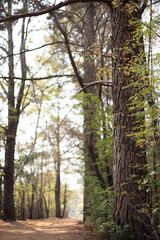 Path through the forest park, Caminho pelo parque florestal.