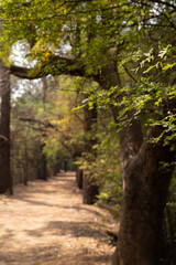 Path through the forest park, Caminho pelo parque florestal.
