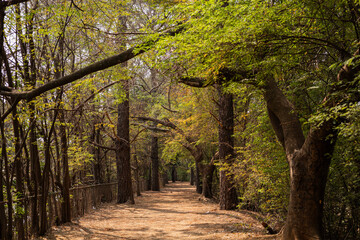 Path through the forest park, Caminho pelo parque florestal.