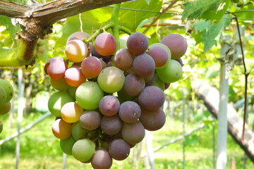 ぶどう狩りの季節になりました