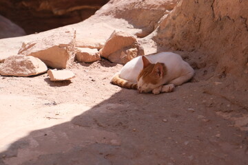 ヨルダンの砂漠 の日陰で涼む猫
