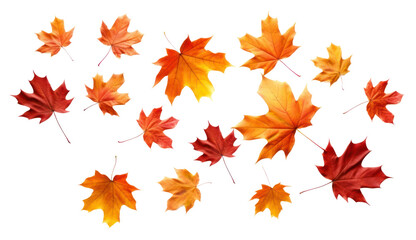 PNG Maple leaves backgrounds plant leaf.
