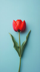 A red tulip on a light blue background