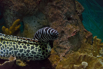 Zebra moray emerging from a rock