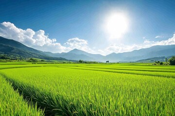 Obraz premium A lush rice paddy field with neat, under a bright, sunny sky, green rows stretching into the horizon , ai
