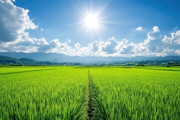 Obraz premium A lush rice paddy field with neat, under a bright, sunny sky, green rows stretching into the horizon , ai