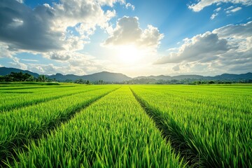 Fototapeta premium A lush rice paddy field with neat, under a bright, sunny sky, green rows stretching into the horizon , ai