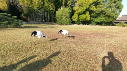 秋の後楽園～日本庭園を彩る美しい鶴～