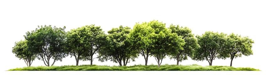 Obraz premium Green trees in the forest isolated on white background - Generative AI