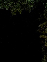 trees surrounding stars