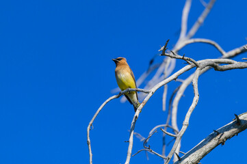 A Cedar Waxwing at Seney National Wildlife Refuge, near Seney, Michigan.