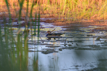 Obraz premium A Wood Duck Swimming in Seney National Wildlife Refuge, near Seney, Michigan.