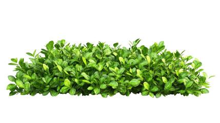 Obraz premium bush transparent background