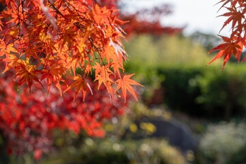 光を浴びて輝くちょうど見頃のモミジの紅葉
