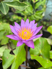 beautiful lotus flower in the pond