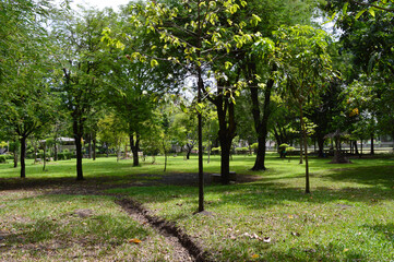 park and green trees