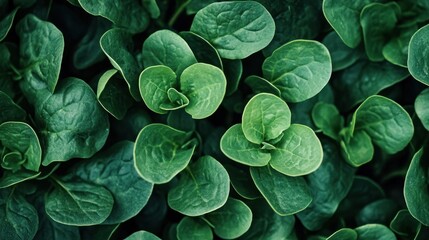 Fototapeta premium Vibrant Green Leafy Texture