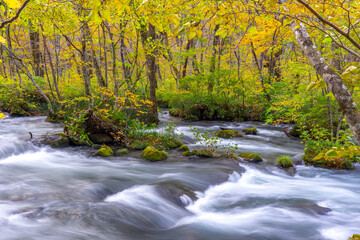 stream going through the forest in japan