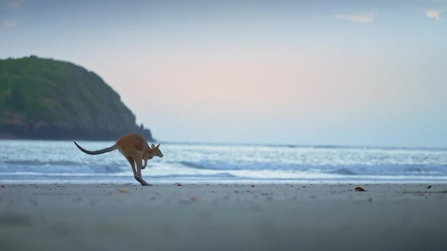 Wild wallaby kangaroo by the sea at seaside beach at Cape Hillsborough National Park, Queensland at sunrise. Cinematic nature documentary of a scenic tourist attraction animal feeding family