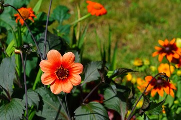Fototapeta premium View of an orange dahlia flower with bronze foliage