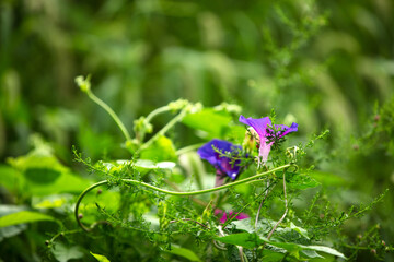 Morning glory among the green leaves in autumn