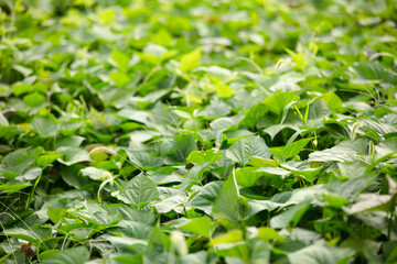 The sweet potato seedlings grow luxuriant in autumn